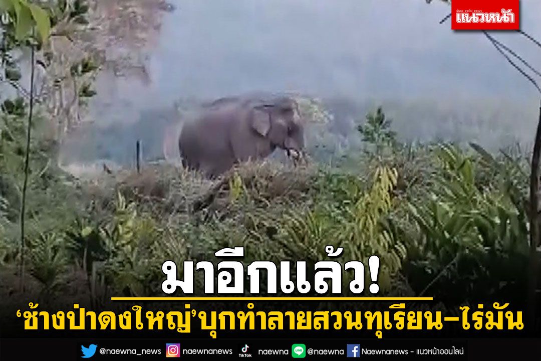 'ช้างป่าดงใหญ่'มาอีกแล้ว! บุกทำลาย'สวนทุเรียน-ไร่มัน'เสียหายหนัก