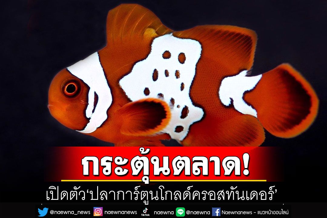 เปิดตัว'ปลาการ์ตูนโกลด์ครอสทันเดอร์' เตรียมส่งกระตุ้นตลาดวงการปลาทะเลสวยงามไทย