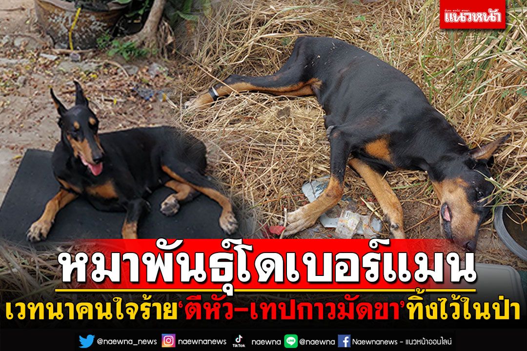 สุดเวทนา! 'หมาท้อง'พันธุ์โดเบอร์แมน คนใจร้าย'ตีหัว-เทปกาวมัดขา'ทิ้งไว้ในป่า