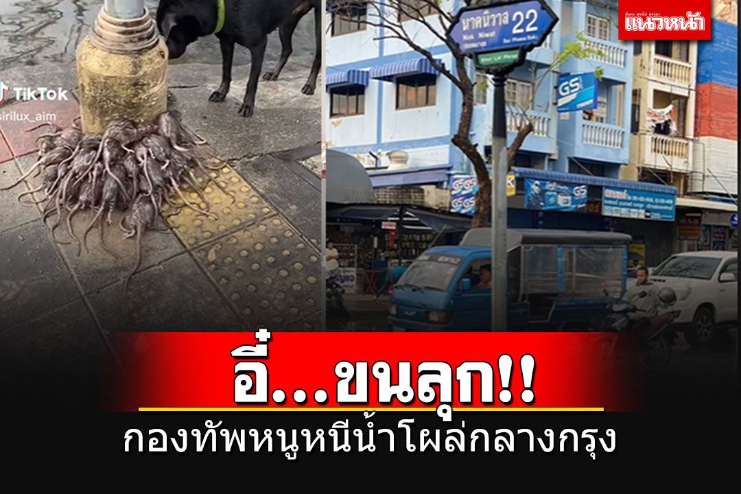 ชาวเน็ตแห่แชร์คลิปขนลุก กองทัพหนูท่อหนีน้ำท่วม โผล่ยั้วเยี้ยกลางกรุง