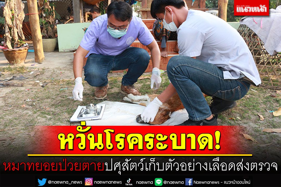 บุรีรัมย์​ผวา​! สุนัขทยอยป่วยตาย​ หวั่นโรคระบาด ปศุสัตว์เก็บตัวอย่างเลือดส่งตรวจ