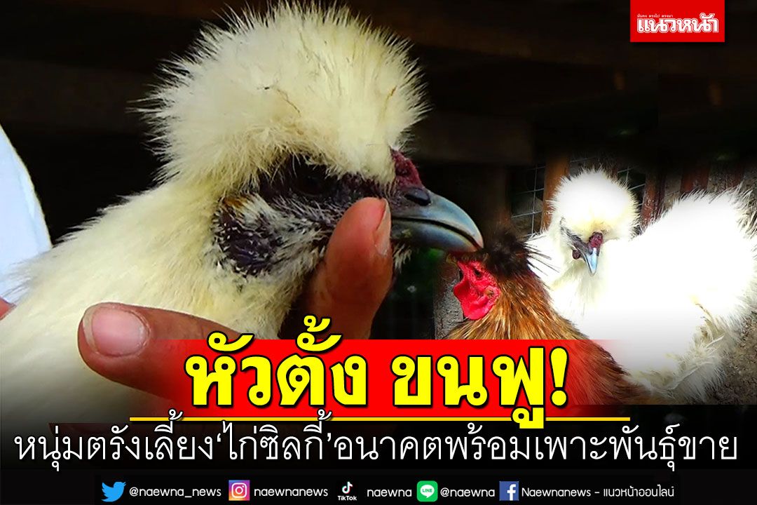 หนุ่มตรังเลี้ยง'ไก่ซิลกี้' ขนฟูหัวตั้งทรงอย่างแบด เด็กๆชอบเพราะน่ารัก