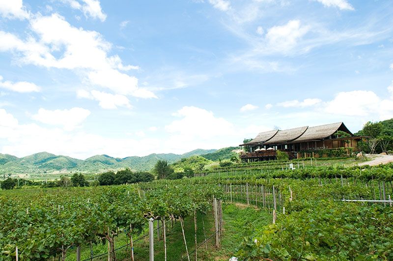 กลับมาอีกครั้ง! ‘Monsoon Valley’s Harvest Festival 2023’ เทศกาลเก็บเกี่ยวองุ่น ณ ไร่องุ่น มอนซูน แวลลีย์ หัวหิน