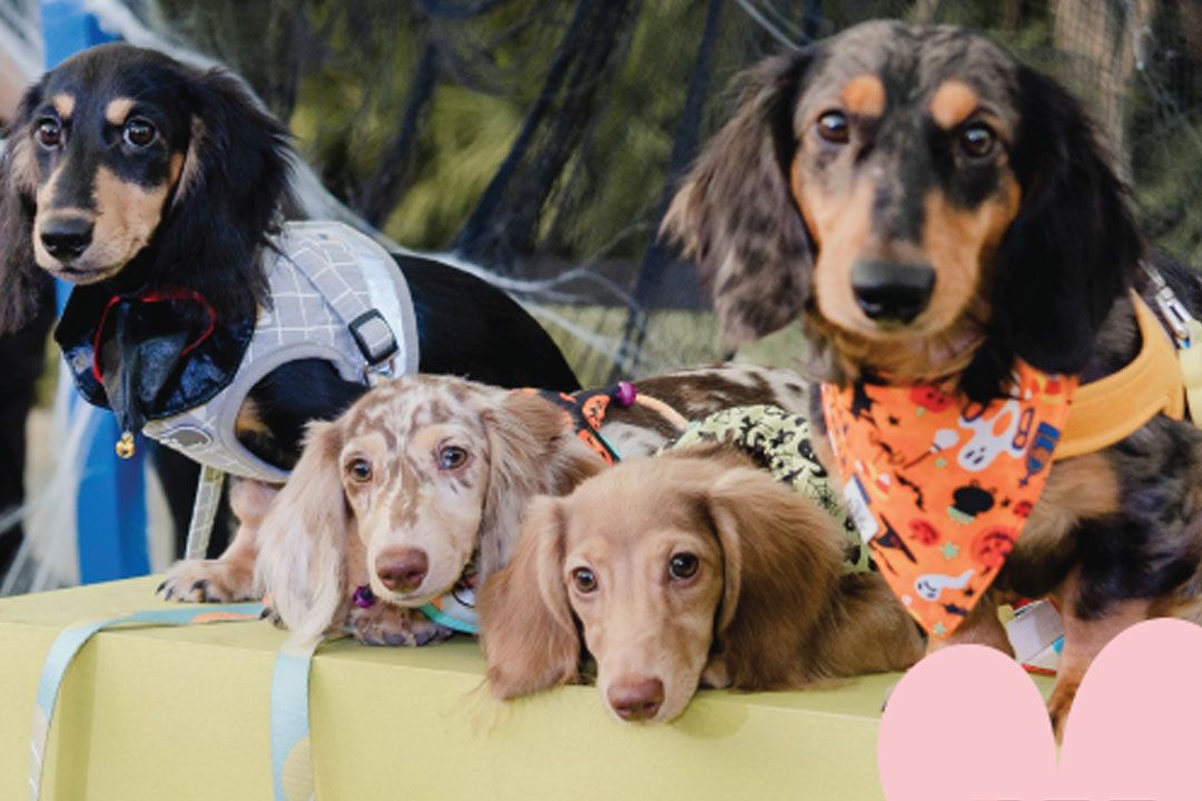 ชวนคุณและน้องหมาสุดเลิฟ มาฟินเทศกาลแห่งความรัก  ในงานมินิแรลลี่‘BFF : BARK FRIENDS FOREVER’