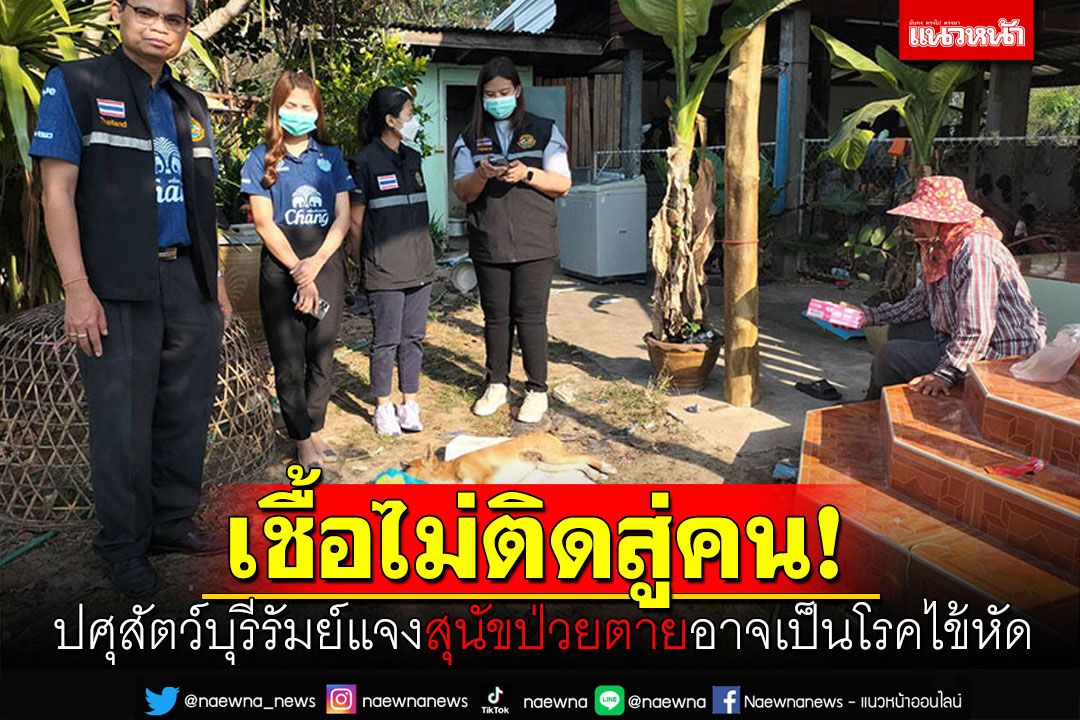 เชื้อไม่ติดสู่คน! ปศุสัตว์บุรีรัมย์แจงสุนัขป่วยตาย อาจเป็นโรคไข้หัด