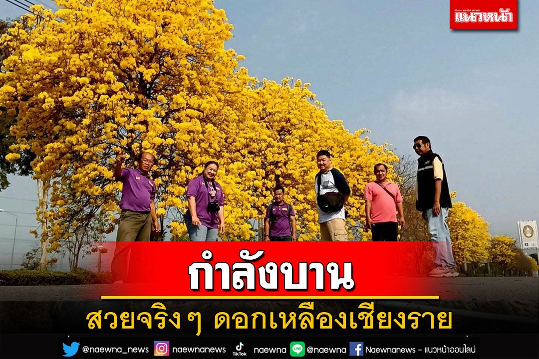 รีบไปชม! 'ดอกเหลืองเชียงราย'กำลังบานสะพรั่งที่ มรภ.พิบูลสงคราม