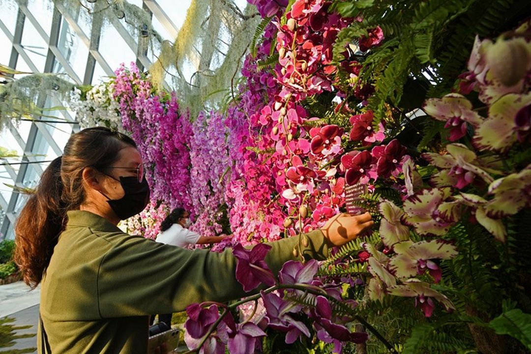 'กล้วยไม้ตัดดอก' ของดีเมืองไทย กับโอกาสเติบโตในตลาดจีน