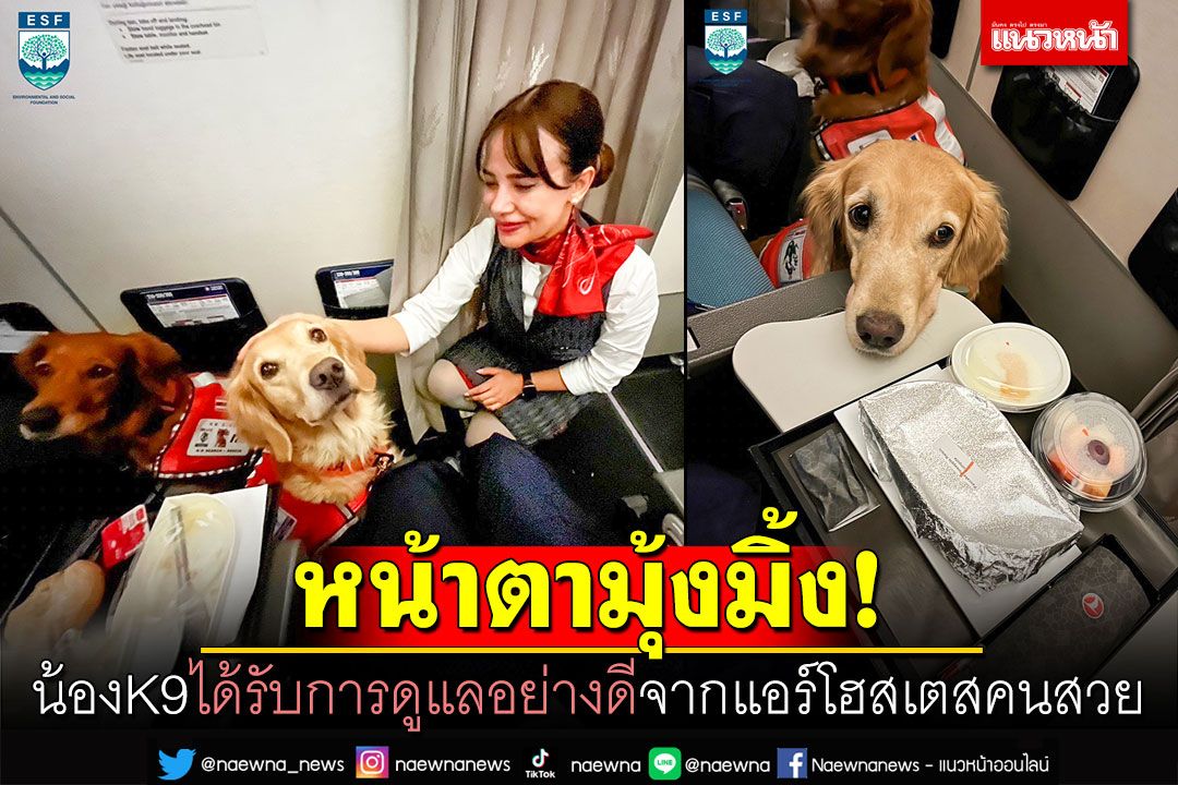 อัพเดทUSAR Thailand! น้องK9ได้รับการดูแลอย่างดี จากแอร์โฮสเตสคนสวย