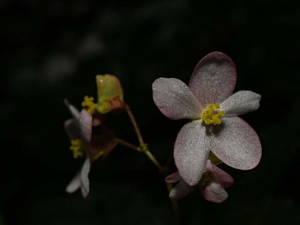 Science Update : ยูนนานพบ ‘บีโกเนีย’ สายพันธุ์ใหม่