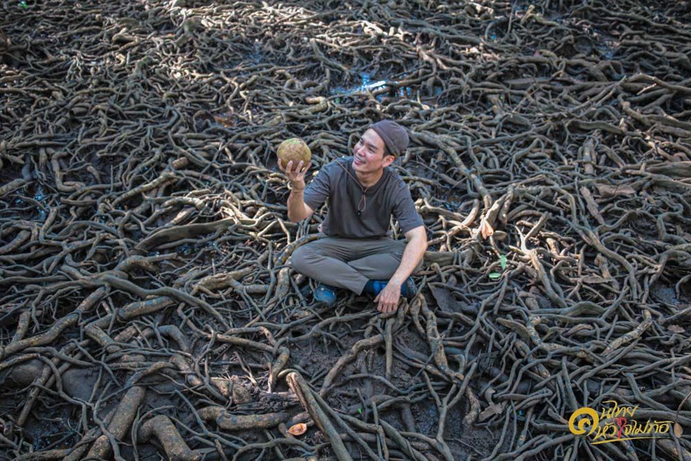 ‘แห้ว’ละลานตา!! ป่าดึกดำบรรพ์สามป่า โยนโบว์ลิ่งในป่าตะบูน