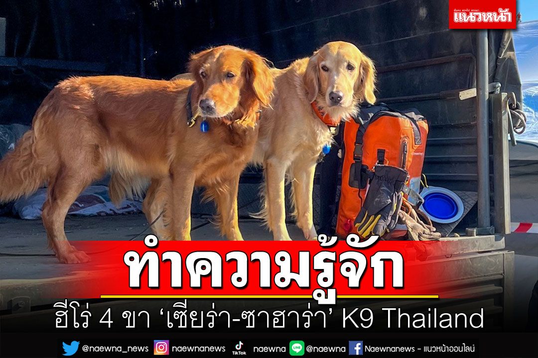 ทำความรู้จัก'เซียร่า-ซาฮาร่า'K9 Thailand โกลเด้นเพศเมียขวัญชาวไทย