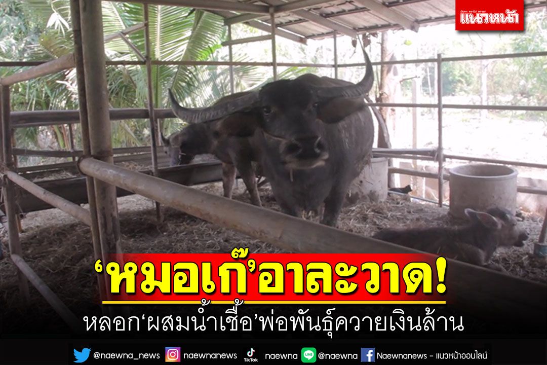หมอเก๊!! หลอกผสมน้ำเชื้อพ่อพันธุ์ควายเงินล้าน อ้างมีสูตรเด็ดออกลูกแฝด