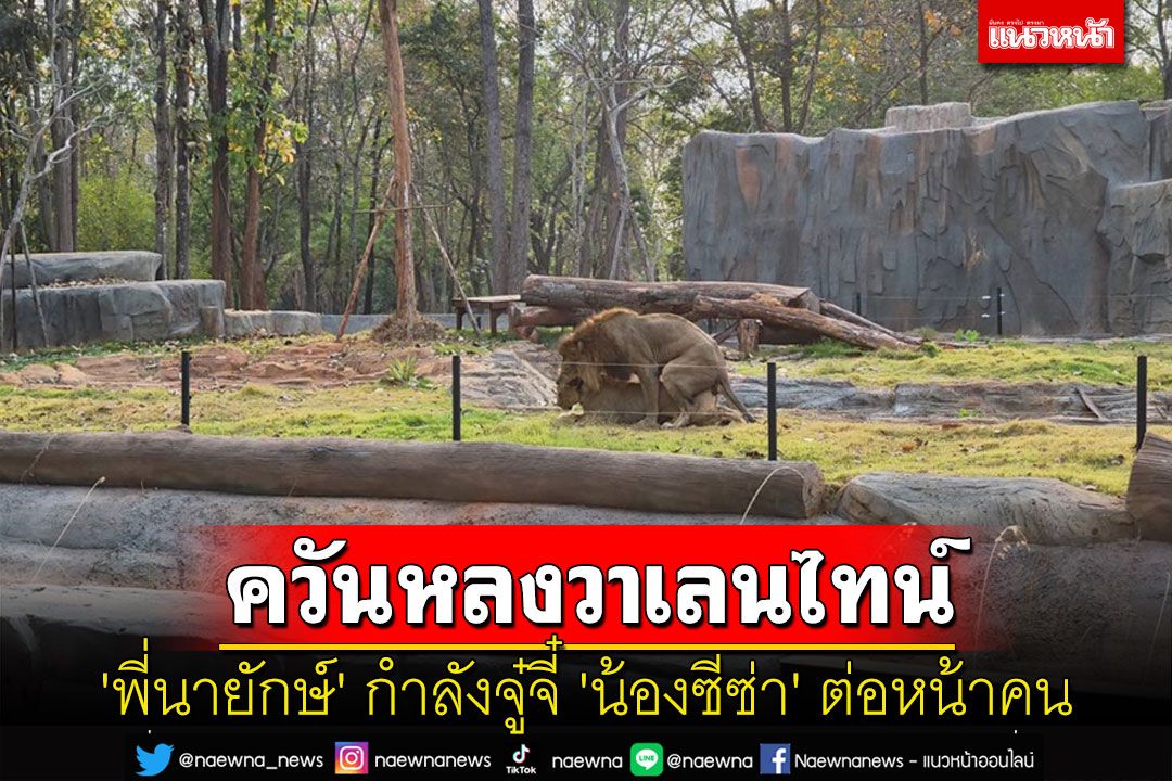 สวนสัตว์เมืองย่าโมเผยภาพควันหลงวันวาเลนไทน์ 'พี่นายักษ์' กำลังจู๋จี๋ 'น้องซีซ่า'