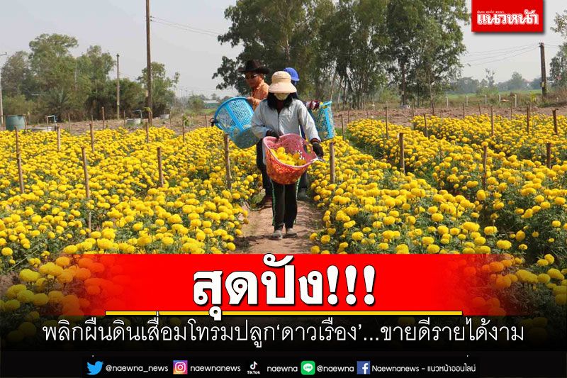 สุดปัง!!! พลิกผืนดินเสื่อมโทรมปลูก'ดาวเรือง'...ขายดีรายได้งาม