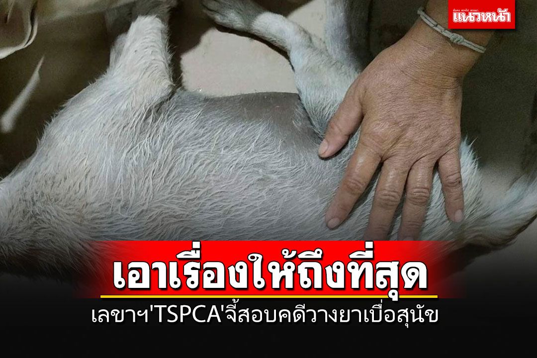ต้องเอาเรื่องให้ถึงที่สุด!!! เลขาฯ' TSPCA 'ยื่นเรื่องตรวจสอบการวางยาเบื่อสุนัข 4 ตัว