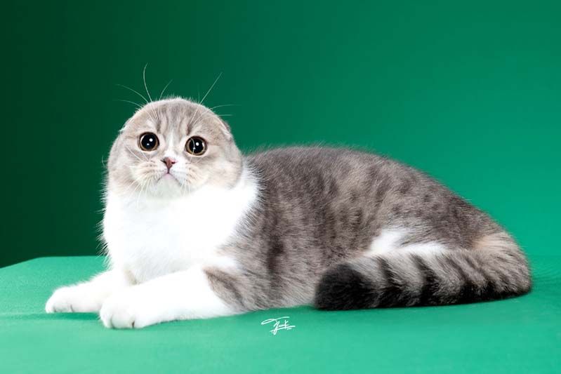 กลับมาอีกครั้ง‘Thailand Cat Show 2023’  งานแมวสุดยิ่งใหญ่แห่งปีที่ทาสแมวทุกคนรอคอย