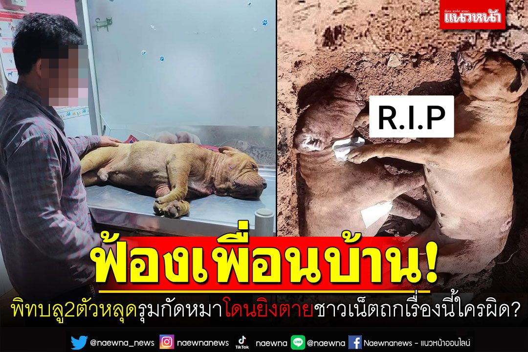 ฟ้องเพื่อนบ้าน!  พิทบูล2ตัวหลุดรุมกัดหมาโดนยิงตาย ชาวเน็ตถกเรื่องนี้ใครผิด?