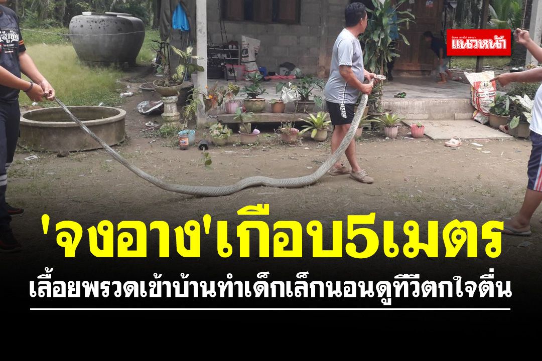 ขนลุก!! 'จงอาง'เกือบ 5 เมตร เลื้อยพรวดเข้าบ้านทำเด็กเล็กนอนดูทีวีตกใจตื่น