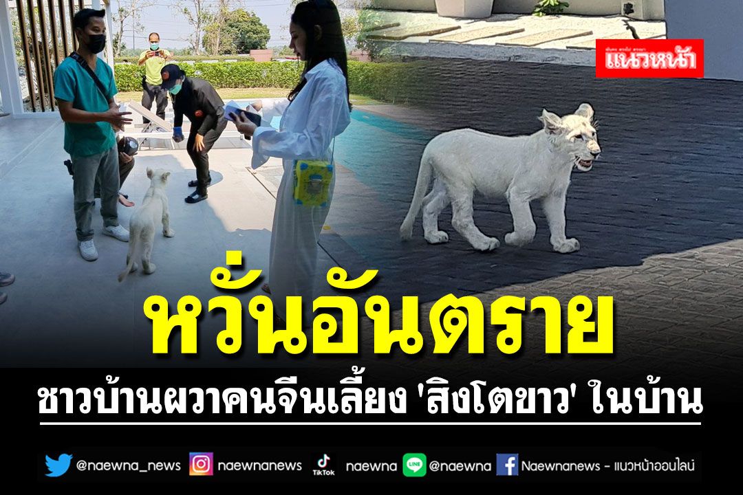 ชาวบ้านผวาคนจีนเลี้ยง 'สิงโตขาว' ในบ้าน หวั่นอันตราย