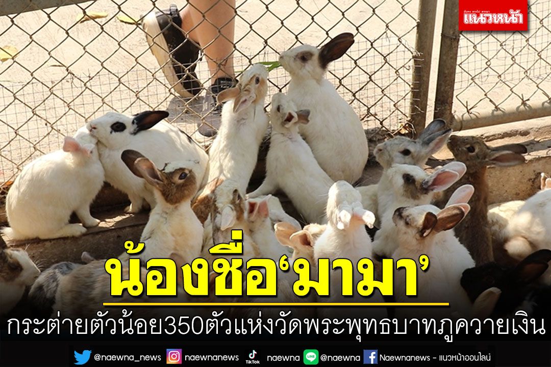 กระต่ายน้อย350ตัว ชื่อเดียวกันน้อง'มามา' แวะไปเยี่ยมได้ที่วัดพระพุทธบาทภูควายเงิน