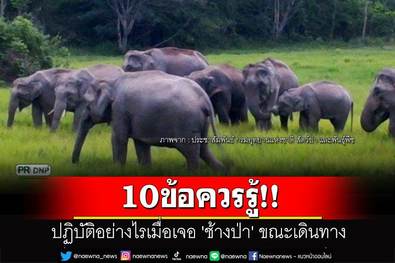 10ข้อควรรู้!! ปฏิบัติอย่างไรเมื่อเจอ 'ช้างป่า' ขณะเดินทาง