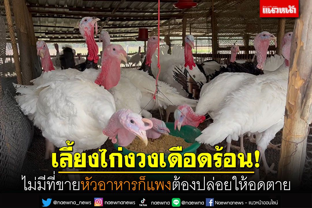 ผู้เลี้ยงไก่งวงเดือดร้อน! ไม่มีที่ขายหัวอาหารก็แพง จนต้องปล่อยให้ไก่อดตาย