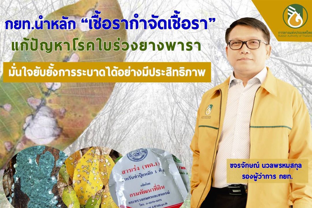 กยท. นำหลัก'เชื้อรากำจัดเชื้อรา' แก้ปัญหาโรคใบร่วงยางพารา