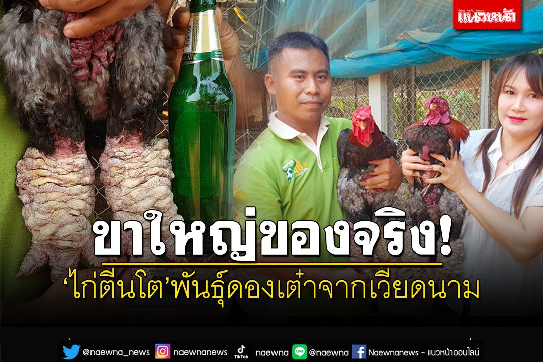 ขาใหญ่ของจริง! 'ไก่ตีนโต'รสชาติอร่อยมาก กรุบกรอบกลิ่นหอมเฉพาะตัว