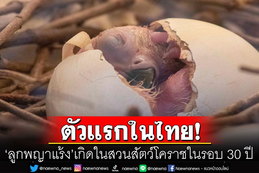 ตัวแรกในไทย! 'ลูกพญาแร้ง'เกิดในสวนสัตว์โคราชในรอบ 30 ปี