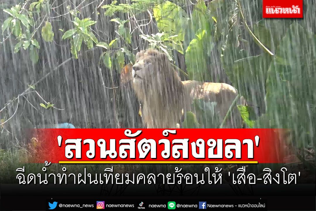 'สวนสัตว์สงขลา' ฉีดน้ำทำฝนเทียมคลายร้อนให้ 'เสือ-สิงโต'