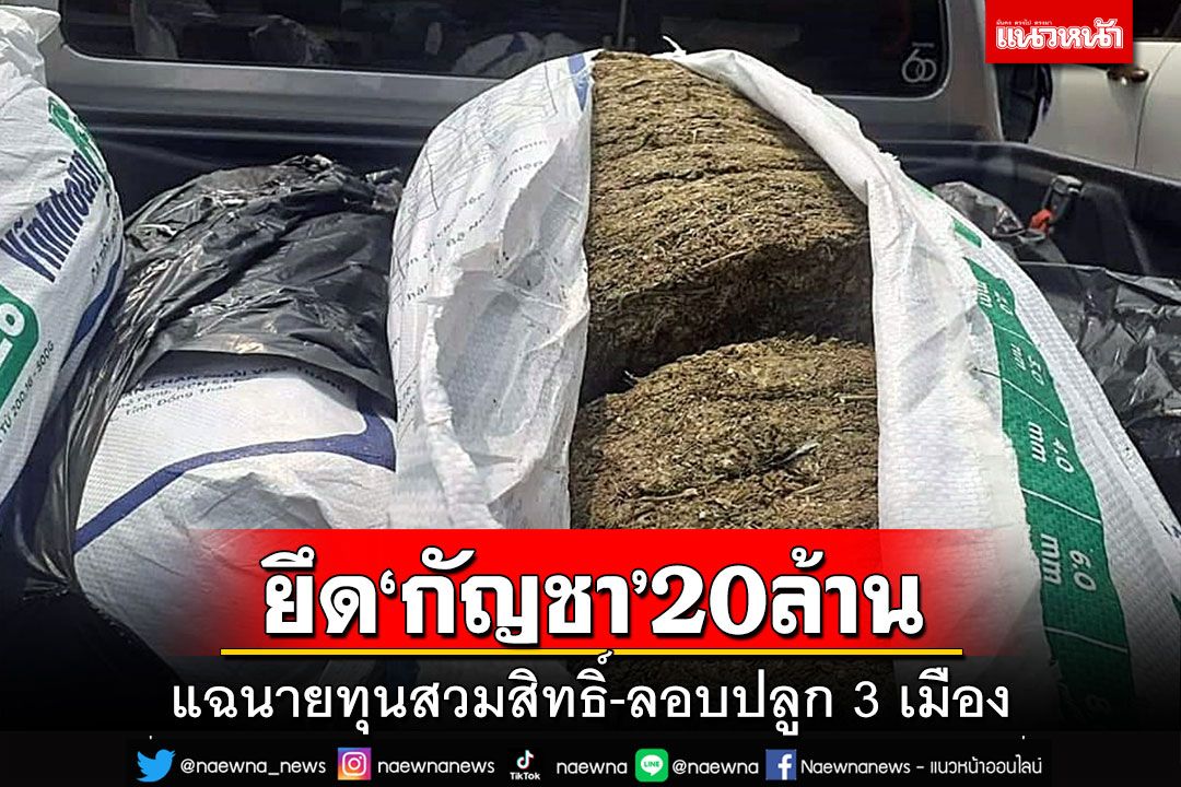 ยึด‘กัญชา’20ล้าน ลอบขนข้ามโขง แฉนายทุนสวมสิทธิ์ฝั่งลาว-ลอบปลูก 3 เมือง