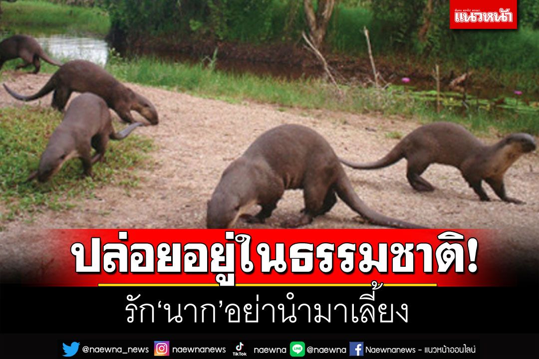 สกู๊ปแนวหน้า : ปล่อยอยู่ในธรรมชาติ!  รัก‘นาก’อย่านำมาเลี้ยง