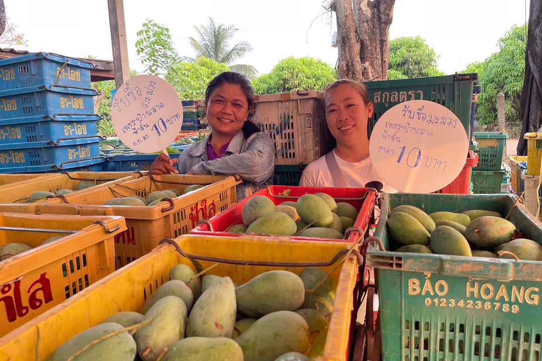 'กรมการค้าภายใน'ลุยซื้อ'มะม่วง'พิจิตร-พิษณุโลก ดันราคาดีตั้งแต่ต้นฤดูกาล!
