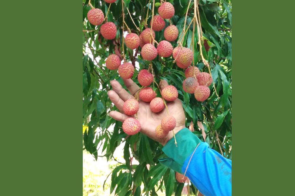 วิทยาศาสตร์ สำหรับเยาวชน : นวัตกรรมการยืดอายุหลังการเก็บเกี่ยวลิ้นจี่ (1)