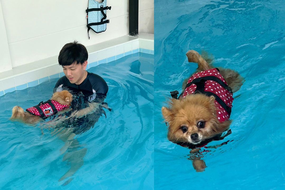 เหตุผลที่น้องหมาควรว่ายน้ำ