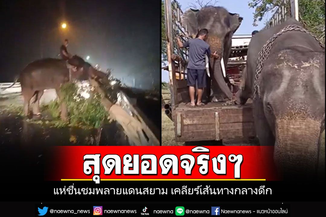 สุดยอดจริงๆ'พลายแดนสยาม'ช้างไทยหัวใจจิตอาสา ช่วยเคลียร์เส้นทางกลางดึก