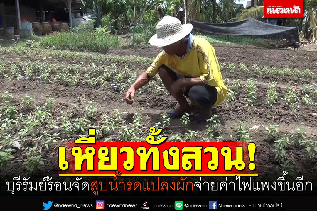 บุรีรัมย์​ร้อนจัด! ปลูกผักเหี่ยวยกสวน จ่ายค่าไฟแพงสูบน้ำรดแปลงผัก