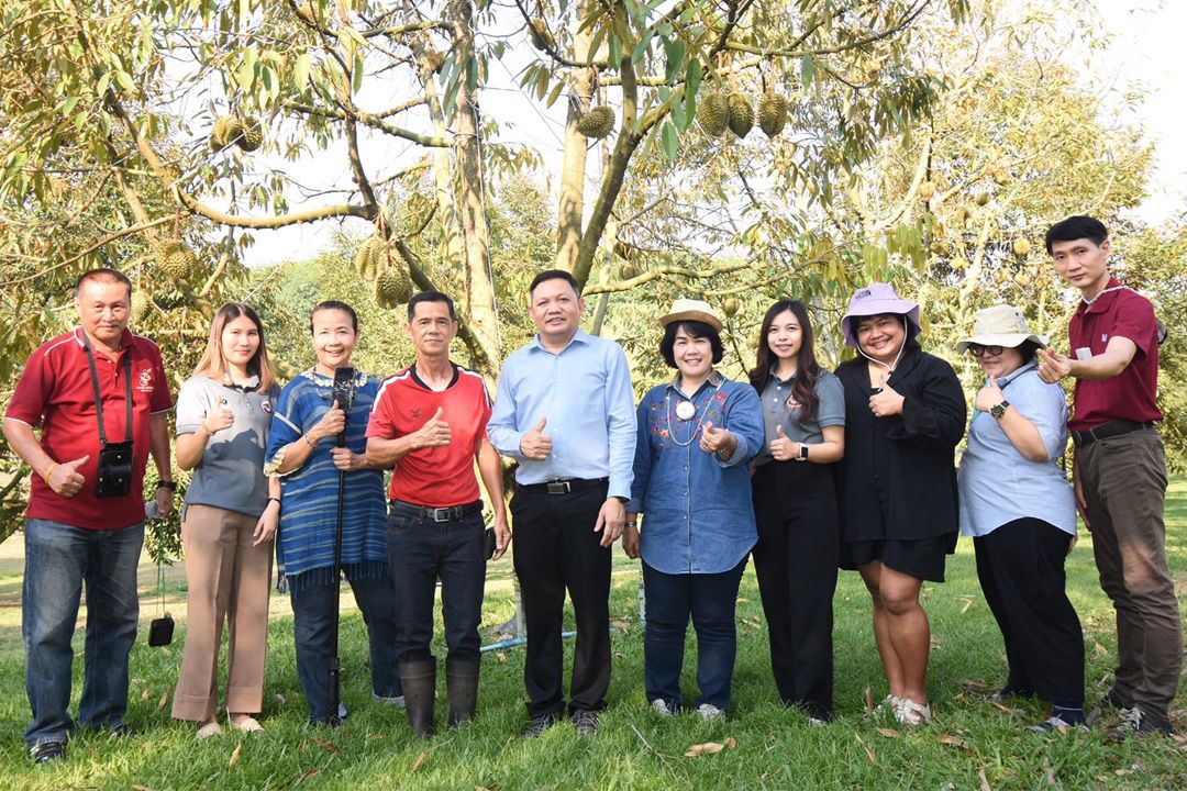 วช. หนุน ม.นเรศวร ขยายพันธุ์ทุเรียนหลงลับแล-หลินลับแลด้วยเทคนิคการเพาะเลี้ยงเนื้อเยื่อ