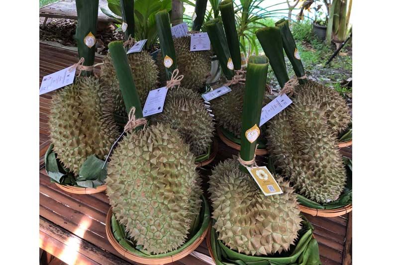 ​กรมส่งเสริมการเกษตรหนุนชาวสวนทุเรียนใช้ภูมิปัญญา-เทคโนโลยีจัดการสวนจนคว้ามาตรฐานGAP-GI