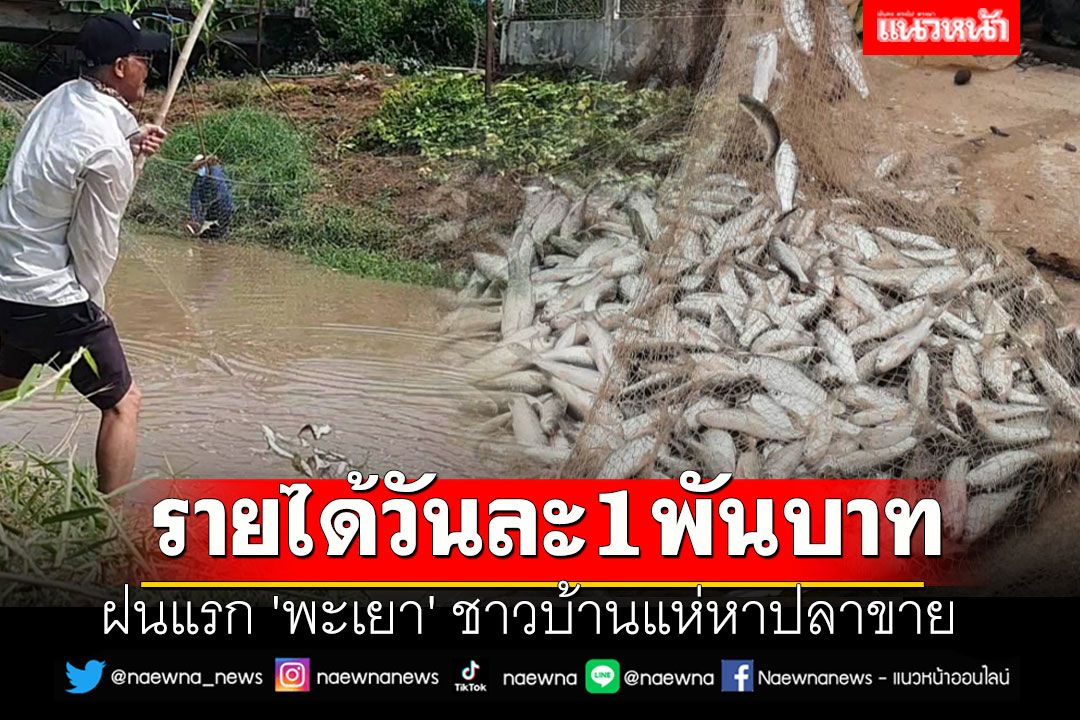 รายได้วันละ1พันบาท ฝนแรก 'พะเยา' ชาวบ้านแห่หาปลาขาย