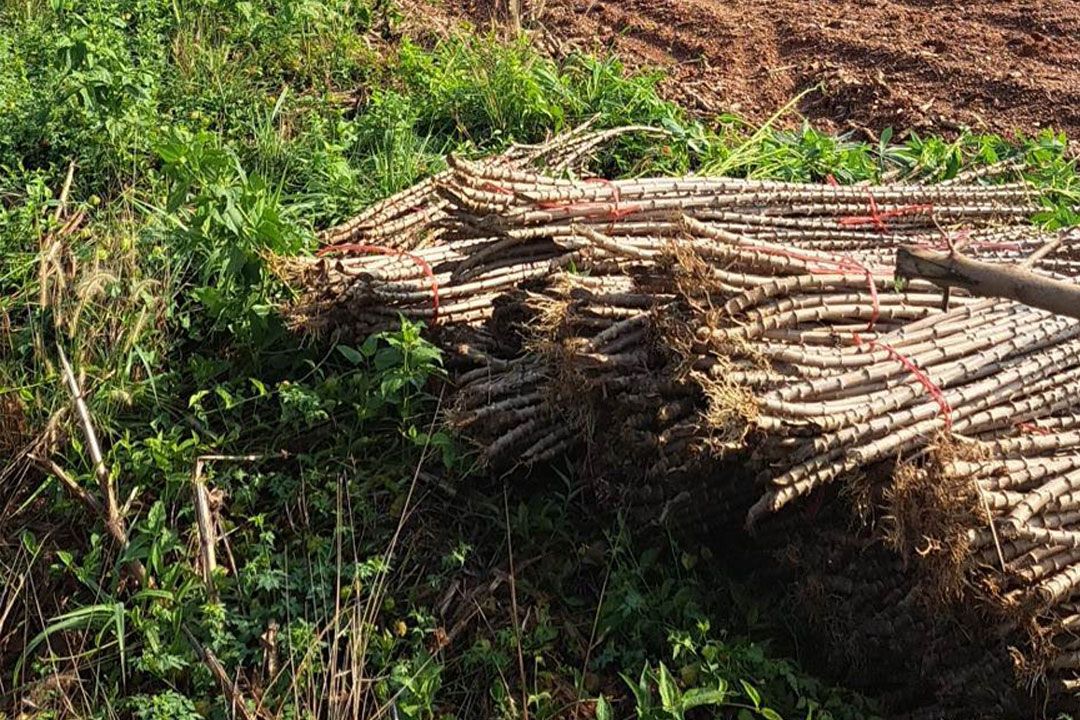 สศก.พัฒนาระบบประกันภัย  เกษตรผู้ปลูกมันสำปะหลัง-ประมง