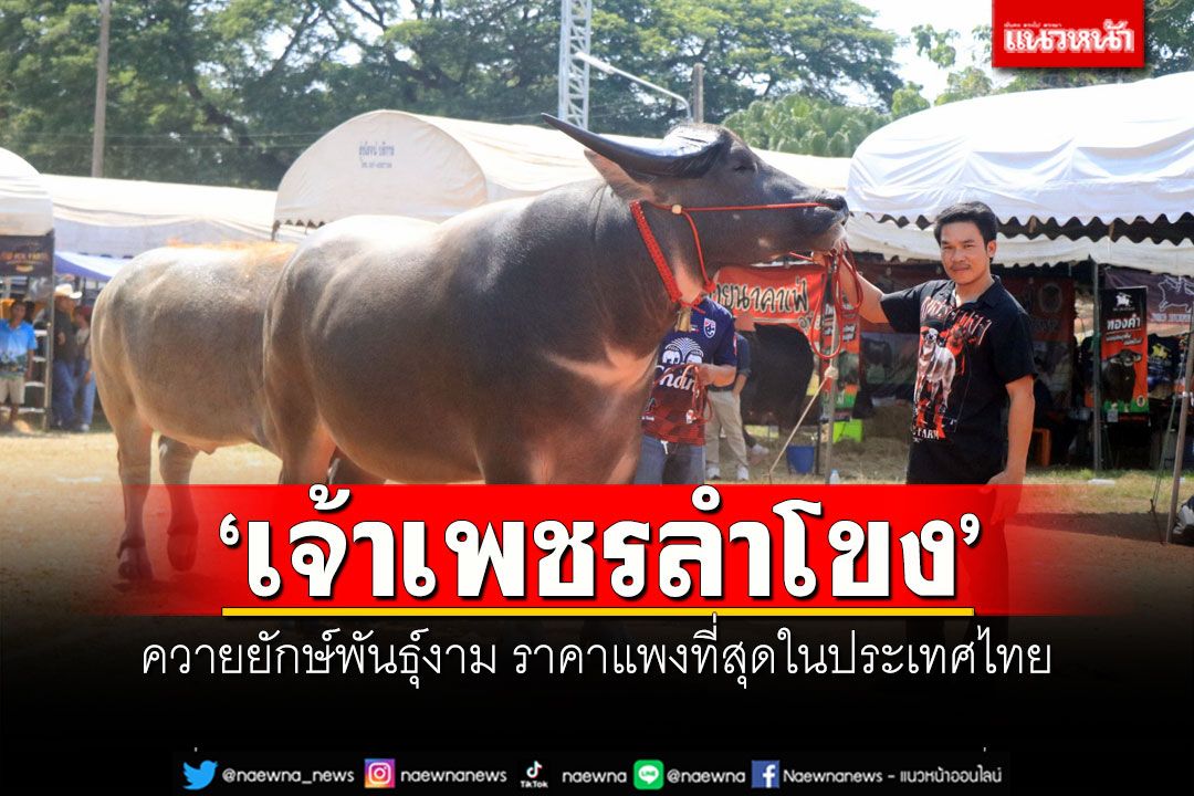 'เจ้าเพชรลำโขง' ควายยักษ์พันธุ์งาม ราคาแพงที่สุดในประเทศไทย