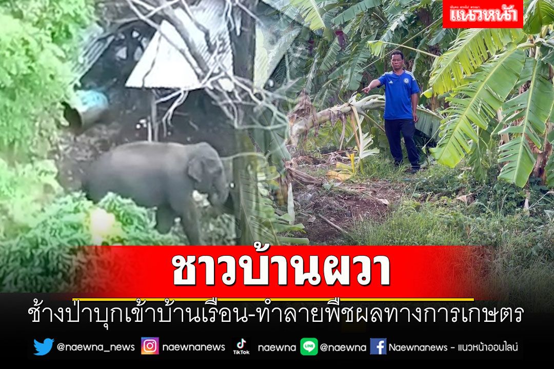 ชาวบ้านผวา!! ช้างป่าบุกทำลายพืชผลทางการเกษตร-บ้านเรือนเสียหาย