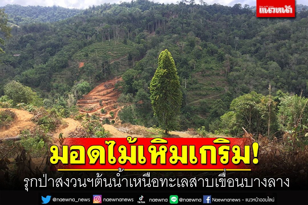 มอดไม้เหิมเกริม! รุกป่าสงวนฯต้นน้ำ เหนือทะเลสาบเขื่อนบางลาง