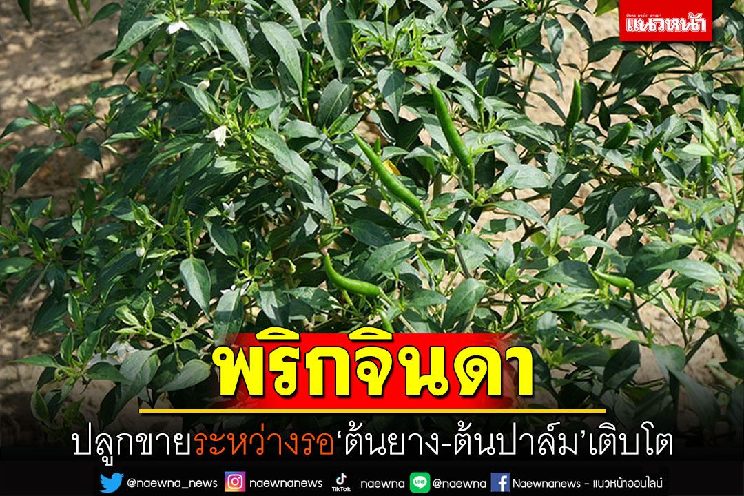 'พริกจินดา' ปลูกขายระหว่างรอ'ต้นยาง-ต้นปาล์ม'เติบโต