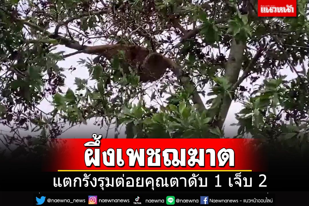 สลด!! ผึ้งเพชฌฆาต แตกรังรุมต่อยคุณตาดับ 1 เจ็บ 2 เหยื่อเล่านาทีชีวิตรอดตาย