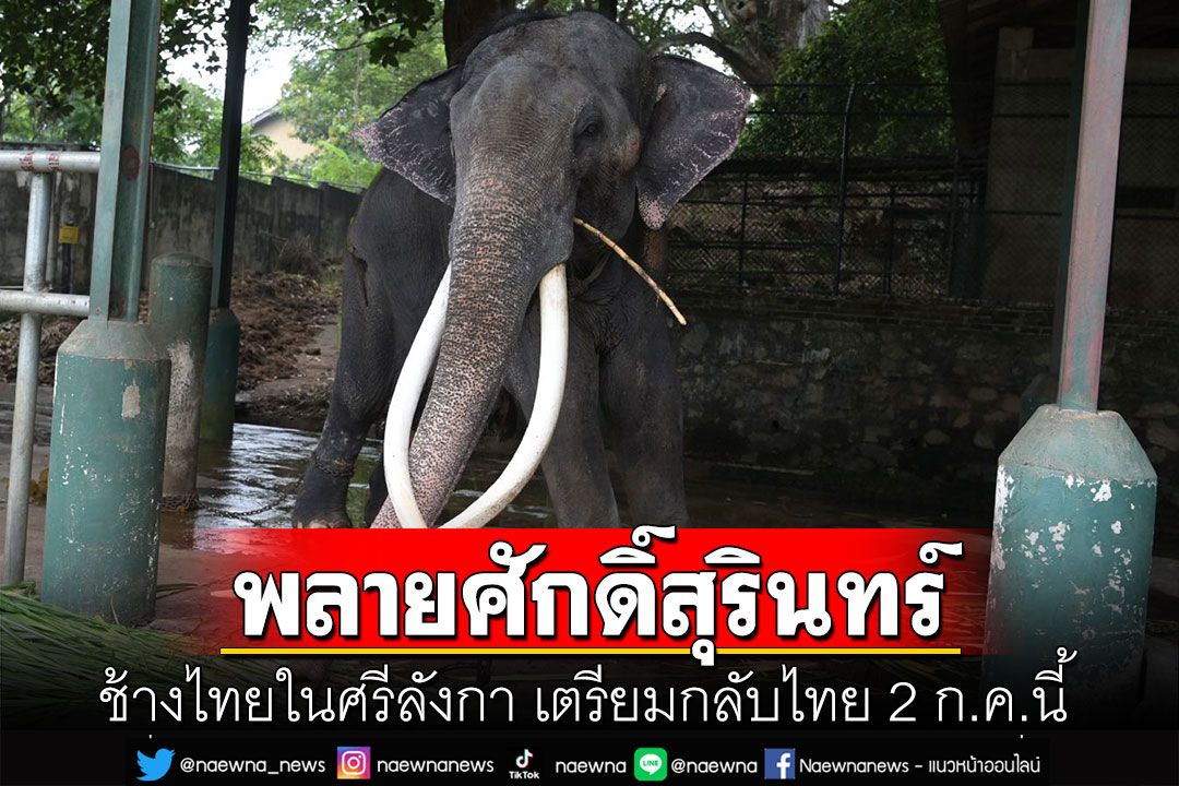 'พลายศักดิ์สุรินทร์' ช้างไทยในศรีลังกา เตรียมกลับไทย 2 ก.ค.นี้