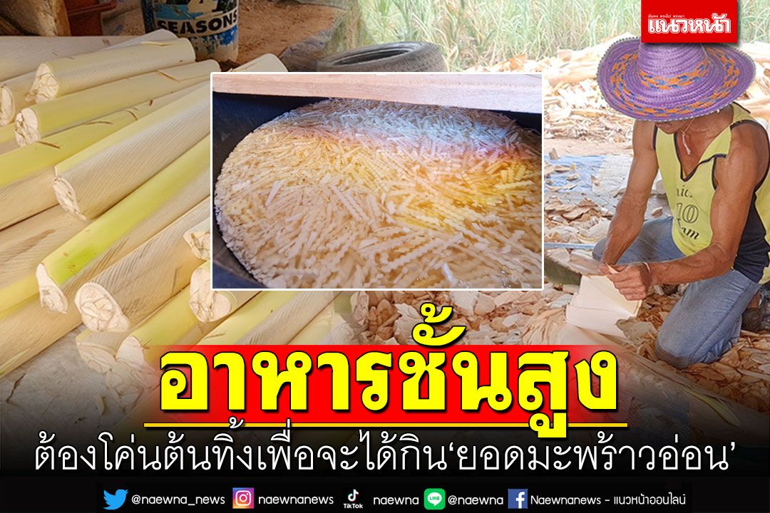 พาชิมอาหารชั้นสูง! ต้องโค่นต้นทิ้ง เพื่อได้กิน'ยอดมะพร้าวอ่อน'