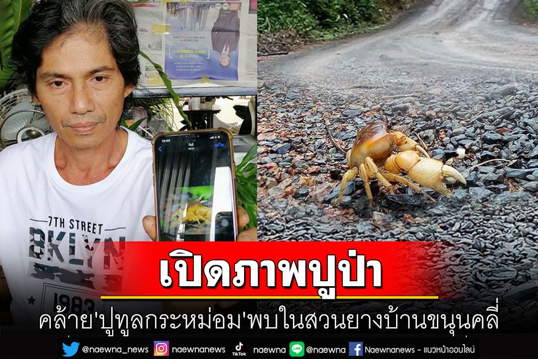 เปิดภาพ'ปูป่า'ลักษณะคล้าย'ปูทูลกระหม่อม'พบในพื้นที่สวนยางบ้านขนุนคลี่ทองผาภูมิ