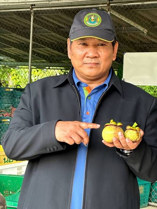 กรมส่งเสริมการเกษตรหนุนชาวสวนนครศรีฯขายมังคุดแบบประมูลราคา